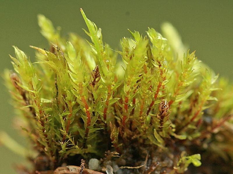 Pohlia bulbifera (door Jan Kersten)