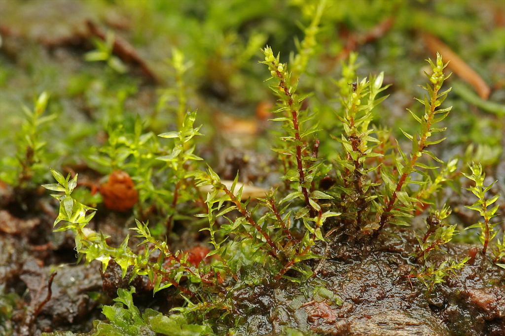 Pohlia bulbifera (door Jan Kersten)