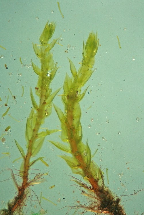 Pohlia flexuosa (door Jan Kersten)