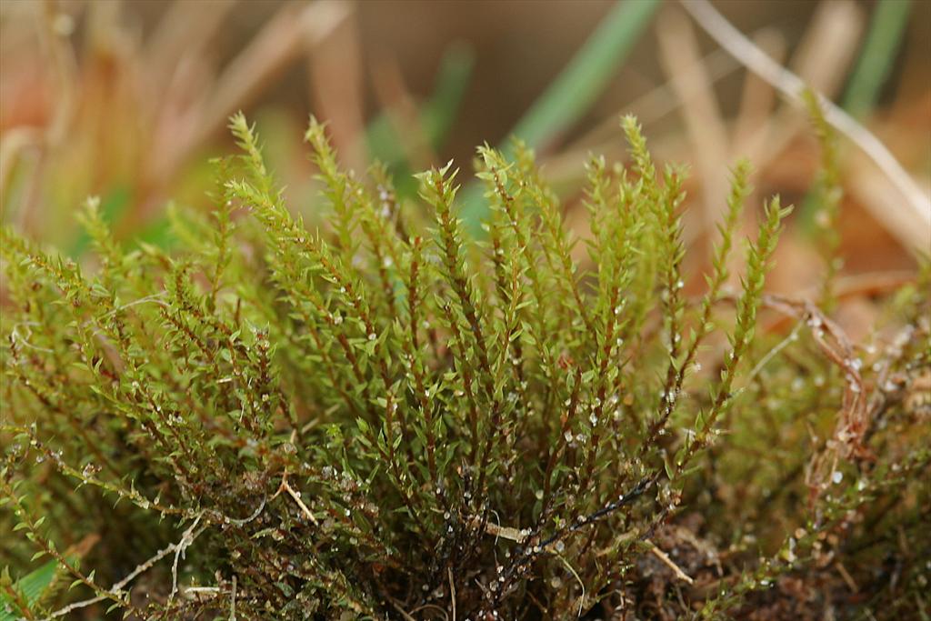 Pohlia flexuosa (door Jan Kersten)