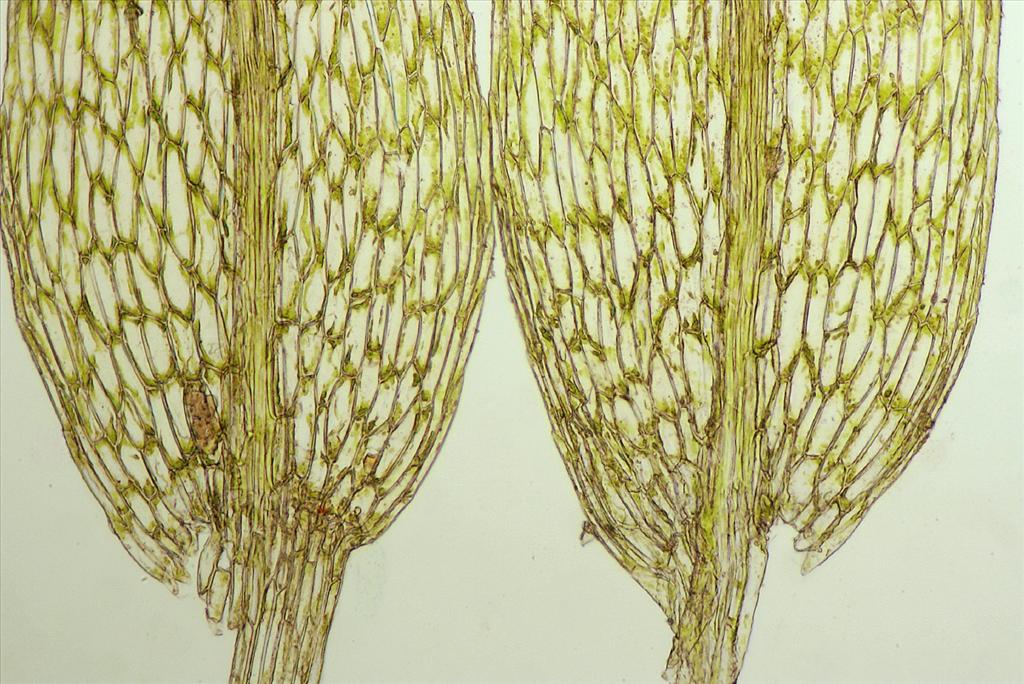 Pohlia wahlenbergii (door Jan Kersten)