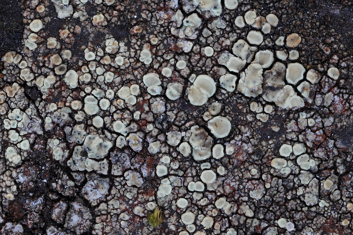 Lecanora polytropa (door Arjan de Groot)