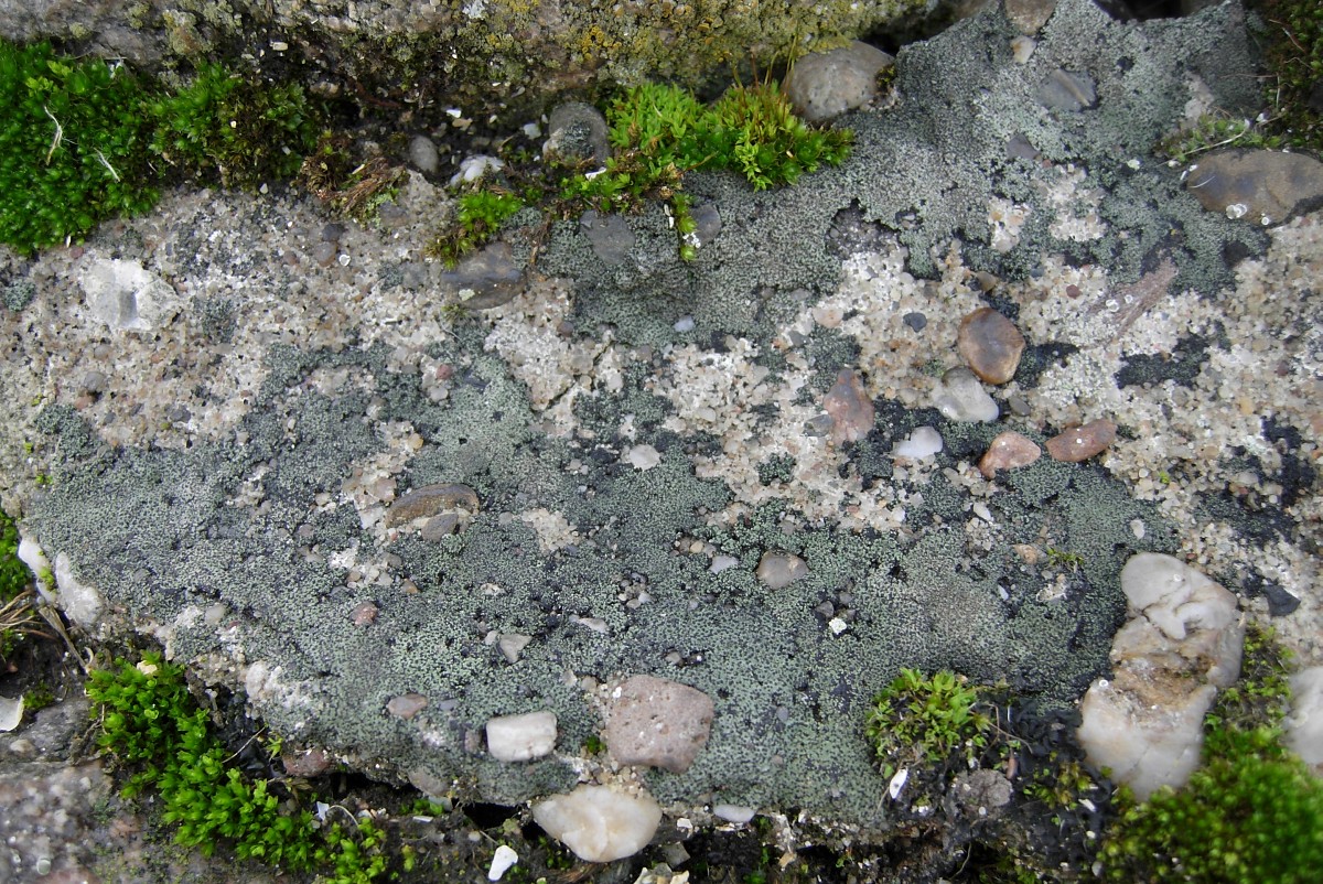 Verrucaria polysticta (door Arjan de Groot)