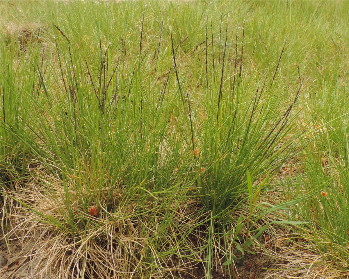 Nardus stricta (door Wim van der Neut)