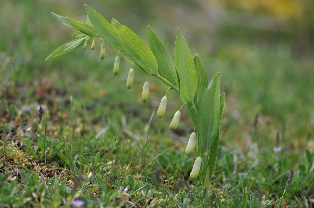 Polygonatum odoratum (door Hans Toetenel)