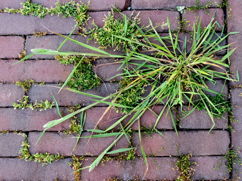 Polypogon fugax (door Grada Menting)