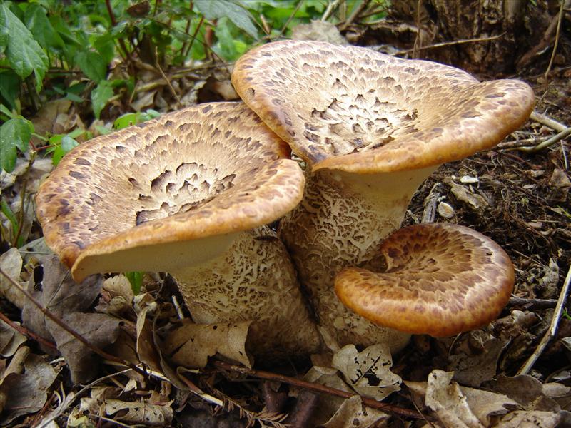 Polyporus squamosus (door Frans Ozinga)