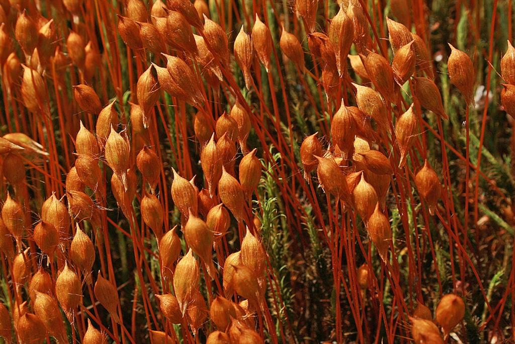 Polytrichum commune var. commune (door Jan Kersten)