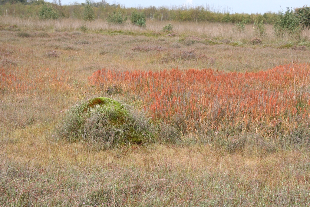 Polytrichum juniperinum var. affine (door Laurens Sparrius)