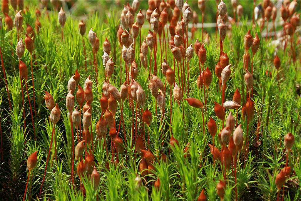 Polytrichum commune var. commune (door Jan Kersten)