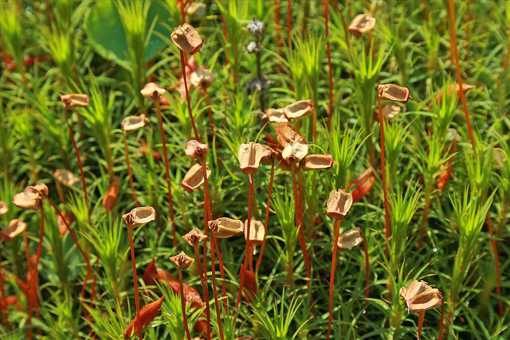 Polytrichum commune var. commune (door Jan Kersten)