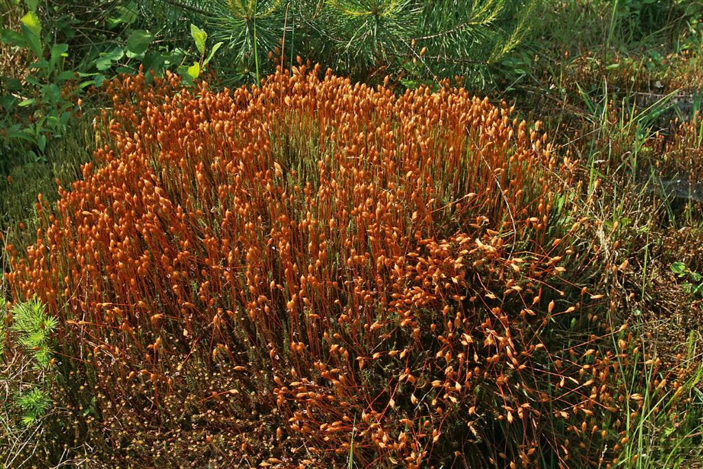 Polytrichum commune var. commune (door Jan Kersten)