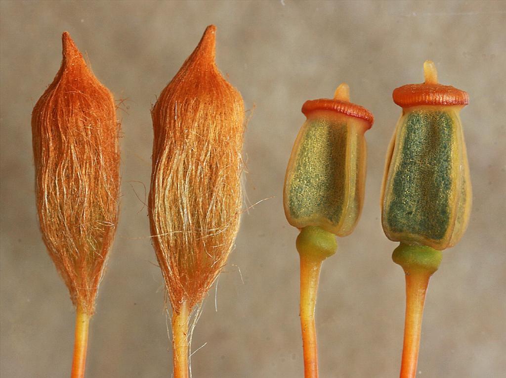 Polytrichum commune var. commune (door Jan Kersten)