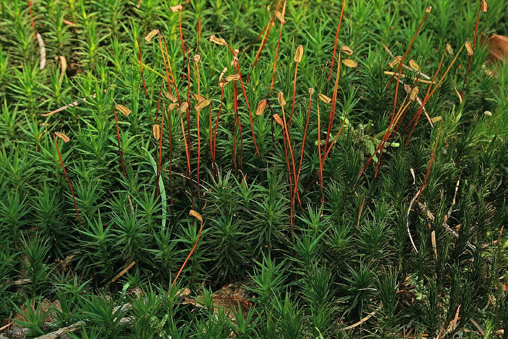 Polytrichum formosum (door Jan Kersten)