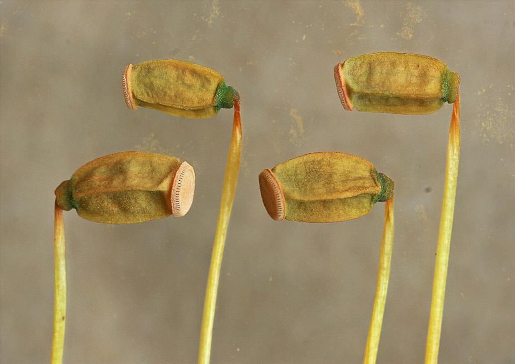 Polytrichum formosum (door Jan Kersten)