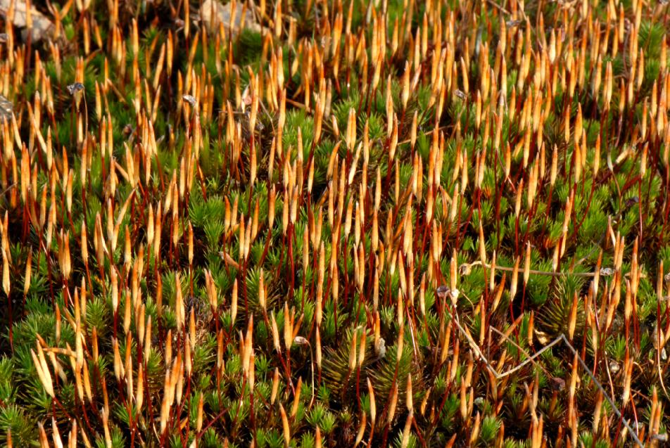 Polytrichum juniperinum (door Dick Haaksma)