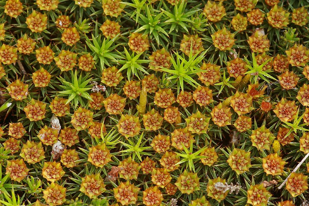 Polytrichum juniperinum (door Jan Kersten)