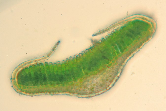 Polytrichum juniperinum (door Jan Kersten)