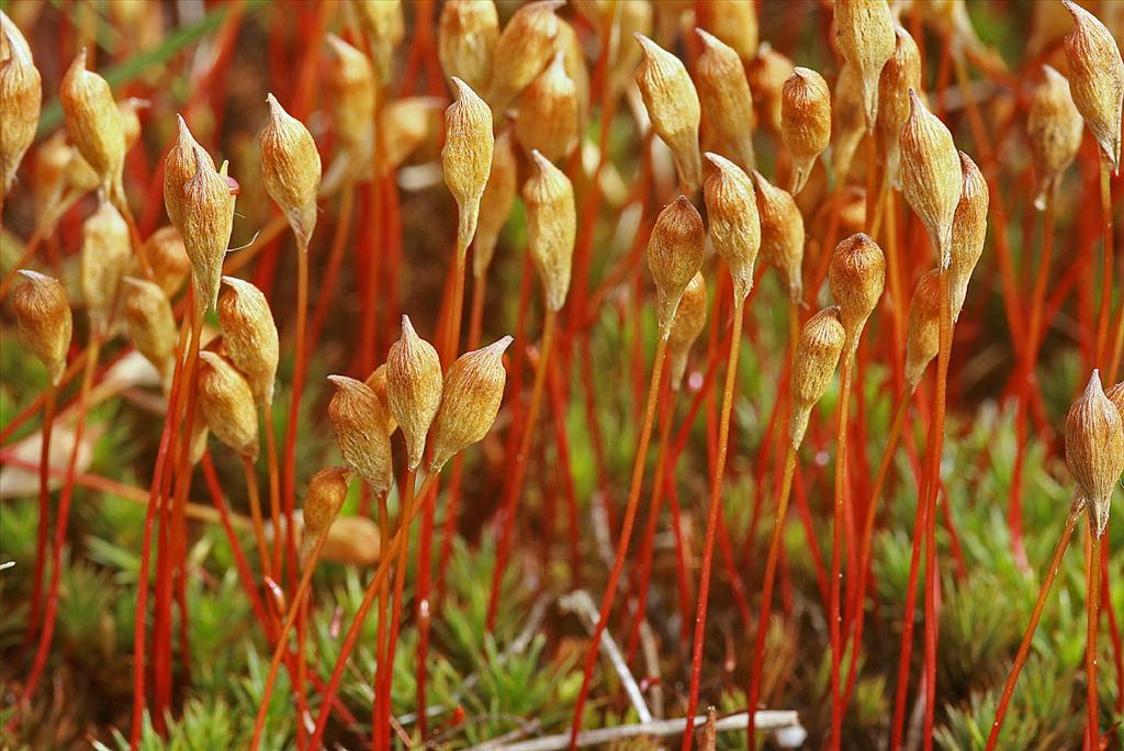 Polytrichum juniperinum (door Jan Kersten)