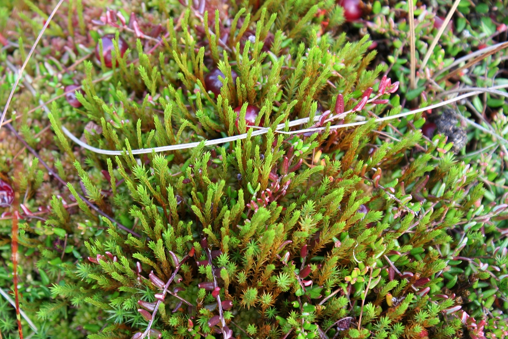 Polytrichum juniperinum var. affine (door Laurens Sparrius)