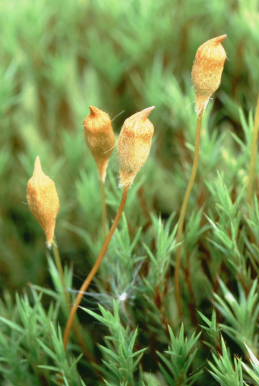 Polytrichum juniperinum (door Klaas van der Veen)