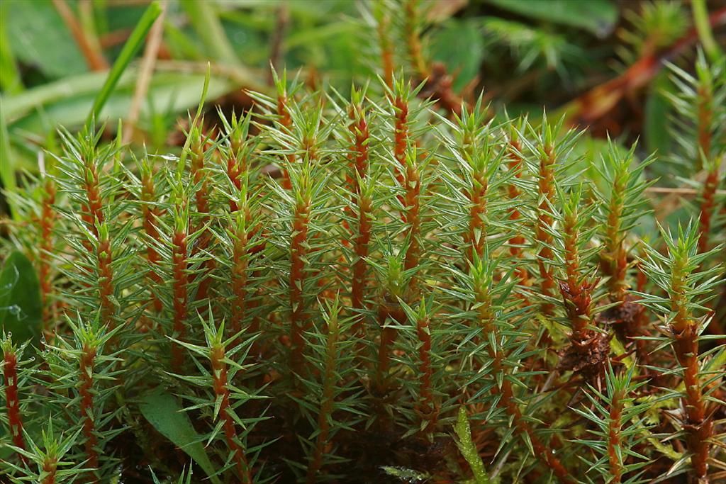 Polytrichum juniperinum (door Jan Kersten)