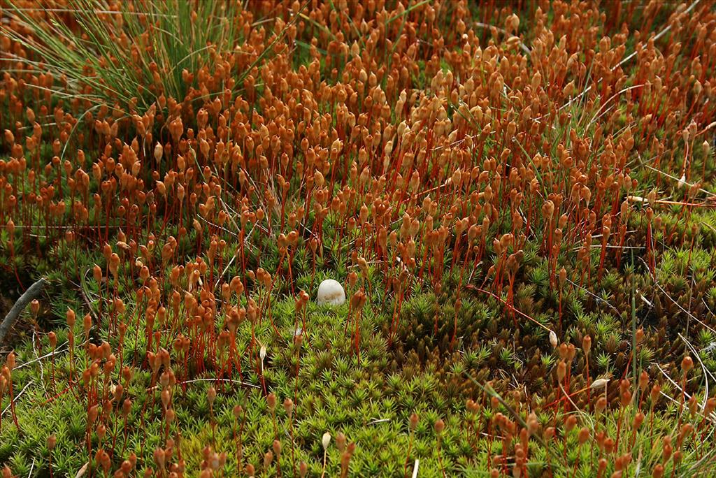 Polytrichum juniperinum (door Jan Kersten)