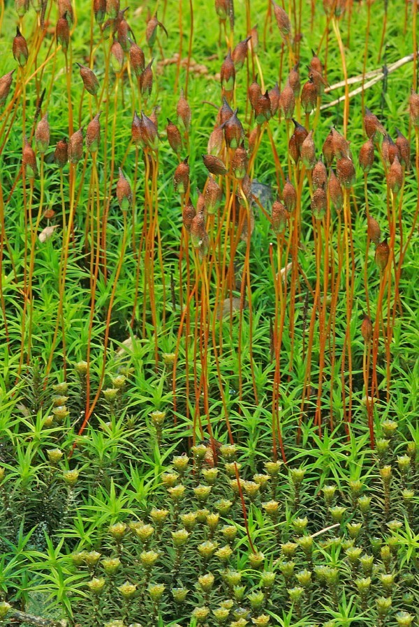 Polytrichum longisetum (door Jan Kersten)