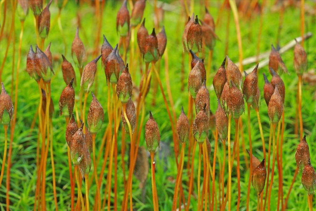 Polytrichum longisetum (door Jan Kersten)