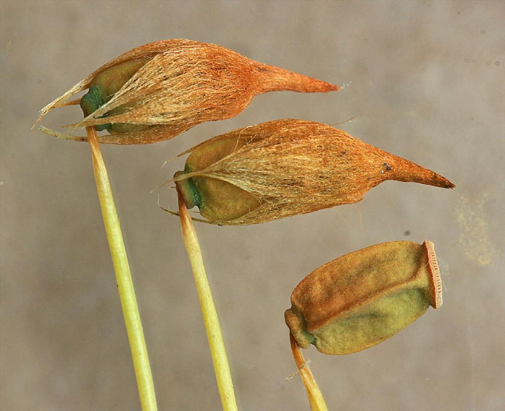 Polytrichum longisetum (door Jan Kersten)