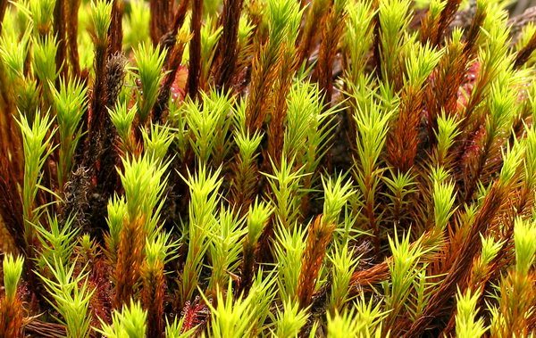 Polytrichum juniperinum (door Andrew Spink)