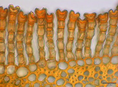 Polytrichum commune var. commune (door Cris Hesse)