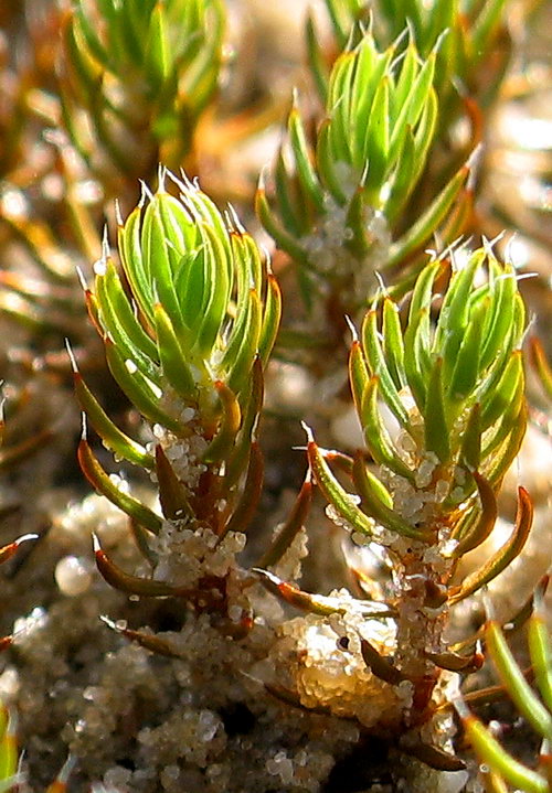 Polytrichum piliferum (door Andrew Spink)