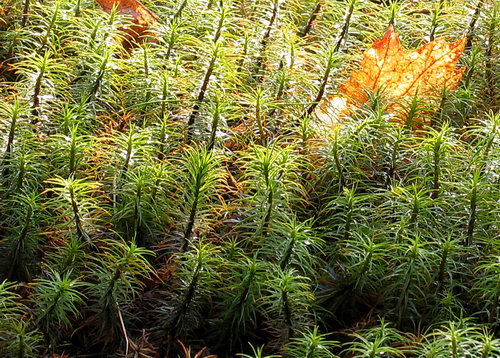 Polytrichum commune var. commune (door Andrew Spink)