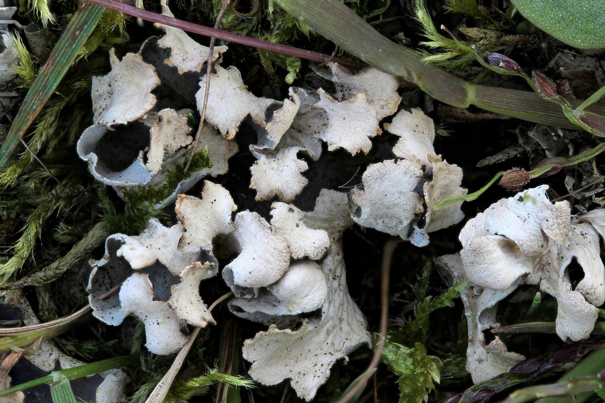 Peltigera ponojensis (door Arjan de Groot)