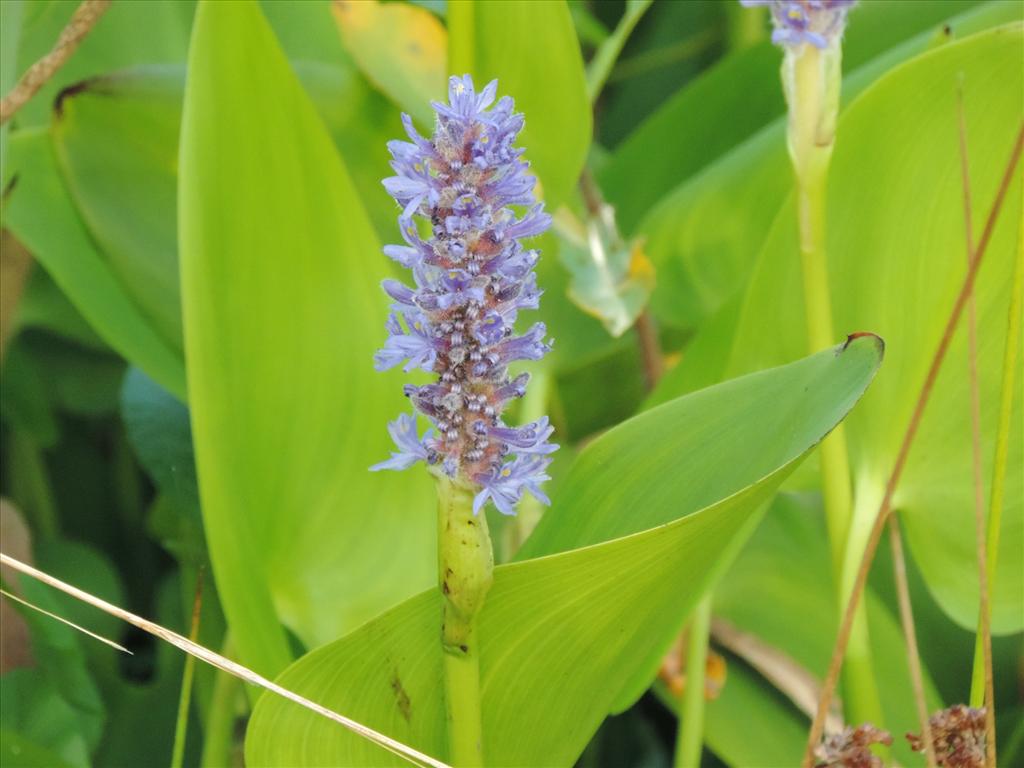 Pontederia cordata (door Wim van der Neut)