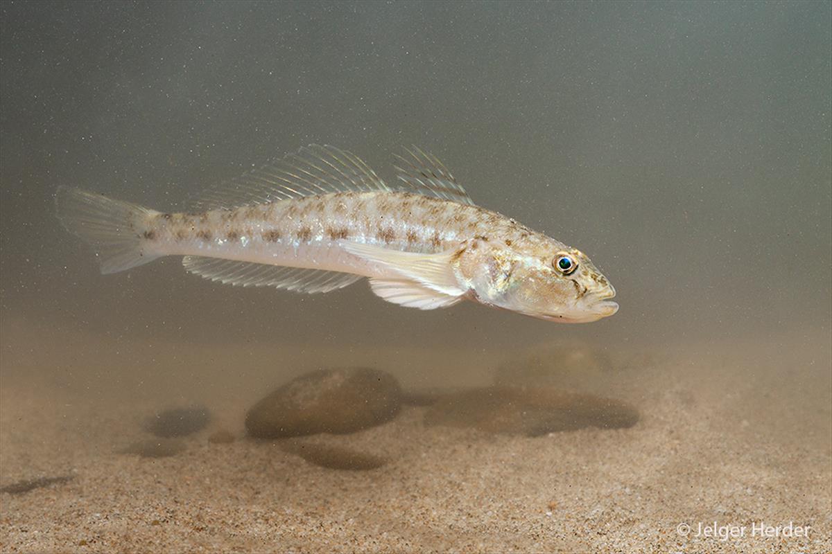 Neogobius fluviatilis (door Jelger Herder)