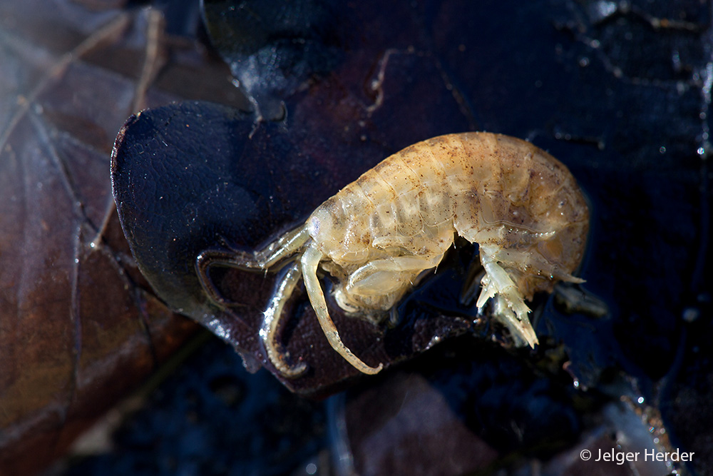 Dikerogammarus villosus (door Jelger Herder)