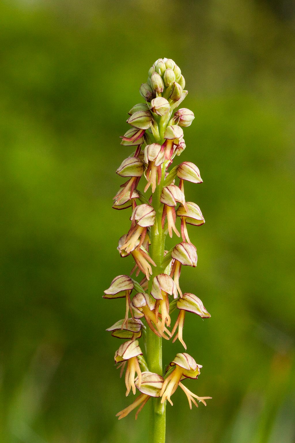 Orchis anthropophora (door John Breugelmans)