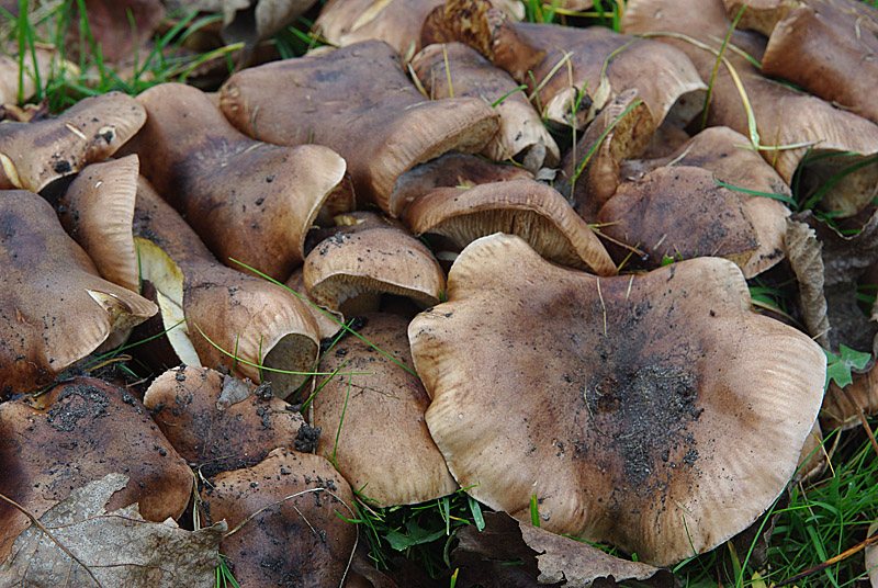 Tricholoma populinum (door Hans Adema)