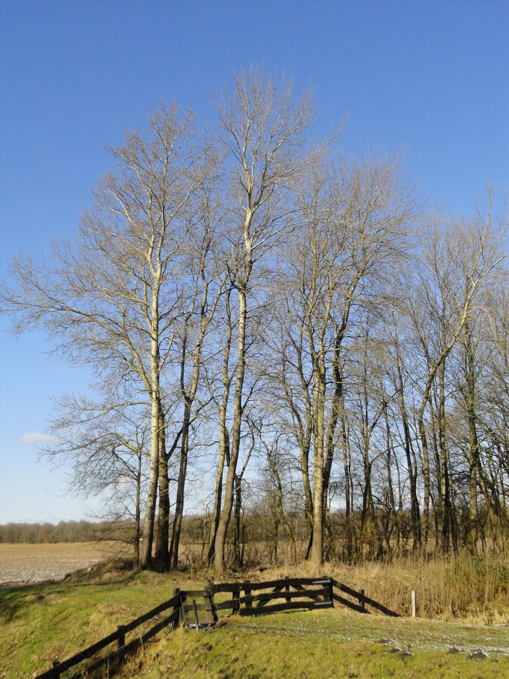 Populus tremula (door wim van der neut)