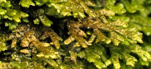 Porella platyphylla (door Andrew Spink)