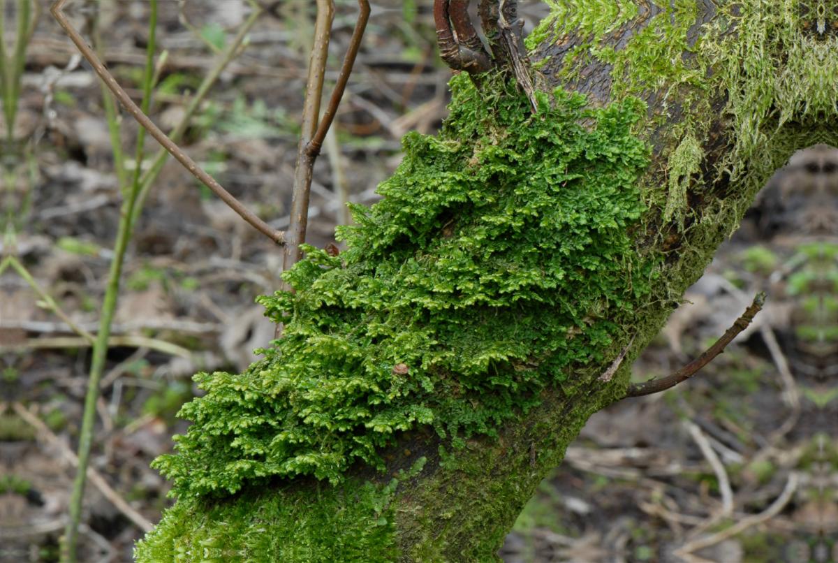 Porella platyphylla (door Dick Haaksma)