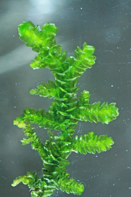 Porella platyphylla (door Jan Kersten)