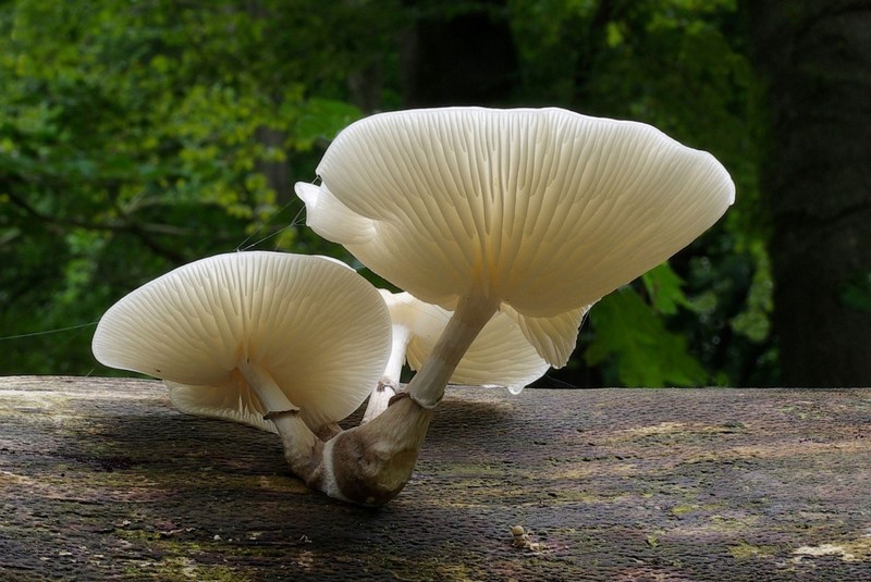 Oudemansiella mucida (door Gio van Bernebeek)