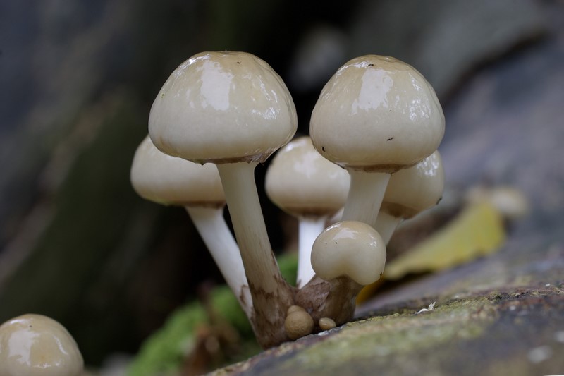 Oudemansiella mucida (door Gio van Bernebeek)