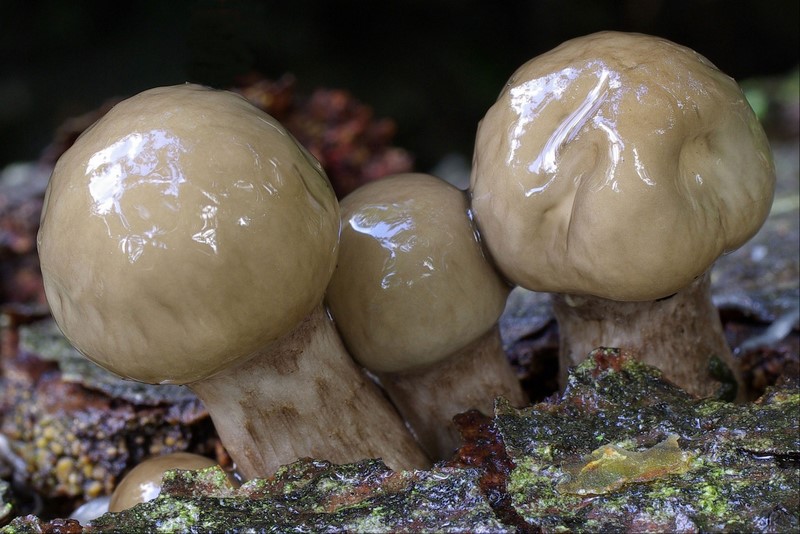 Oudemansiella mucida (door Gio van Bernebeek)