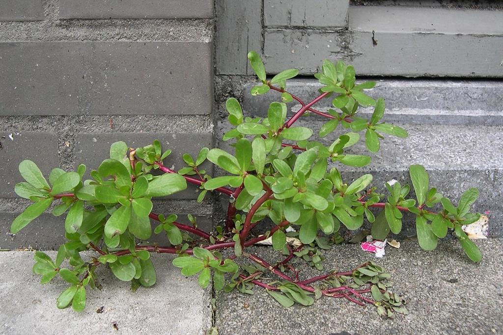 Portulaca oleracea (door Arjan de Groot)