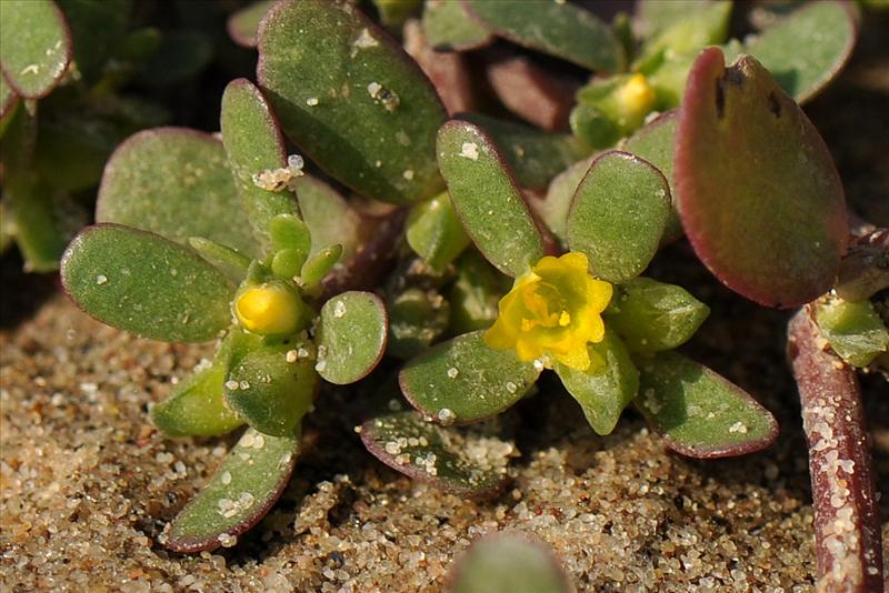 Portulaca oleracea (door Willie Riemsma)