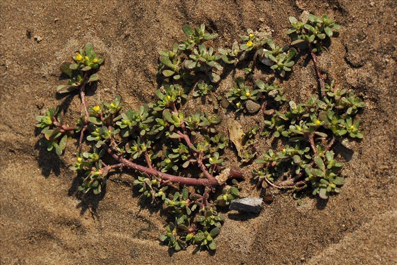 Portulaca oleracea (door Willie Riemsma)